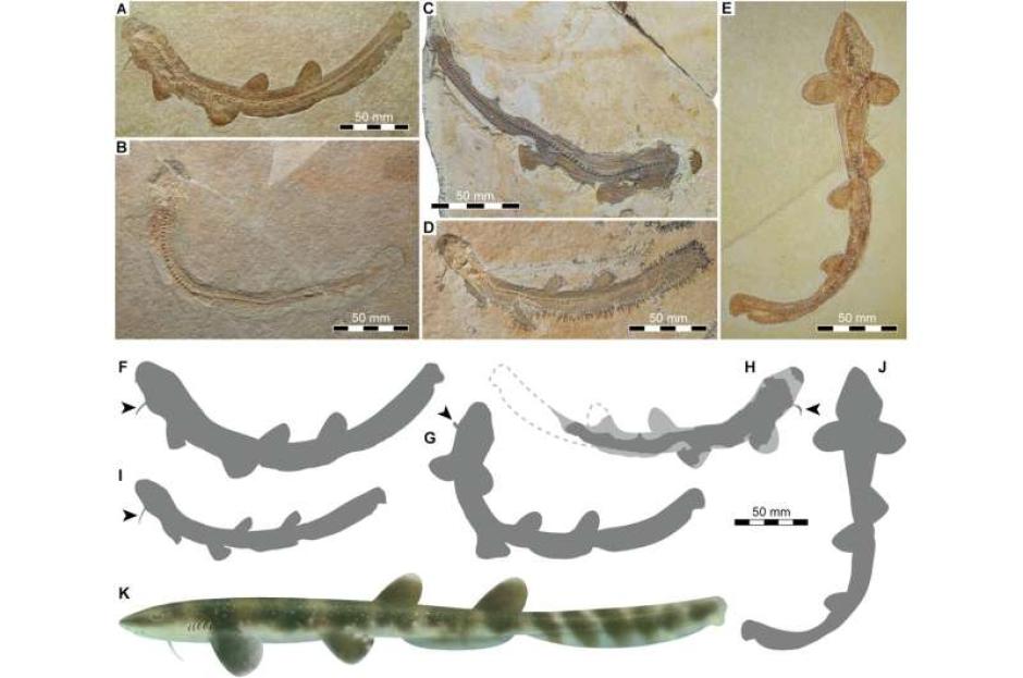 Restos fósiles del tiburón Bavariscyllium hallados en Alemania