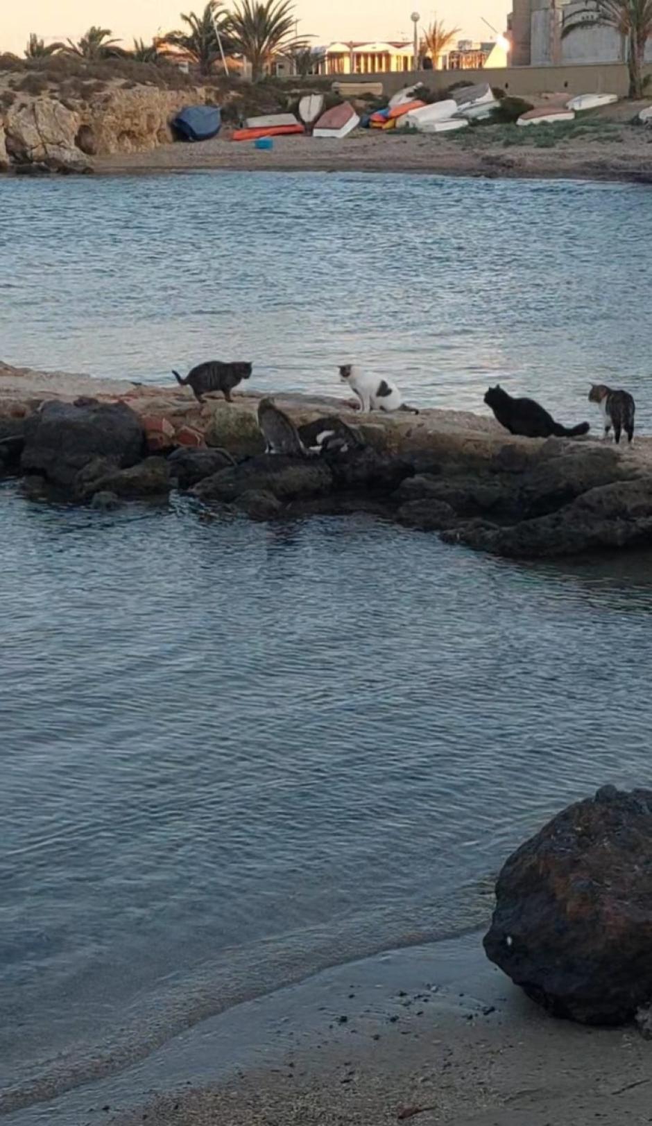 Gatos en la isla de Tabarca