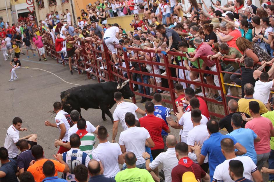 Fiesta del Toro enmaromado de Benavente, Zamora