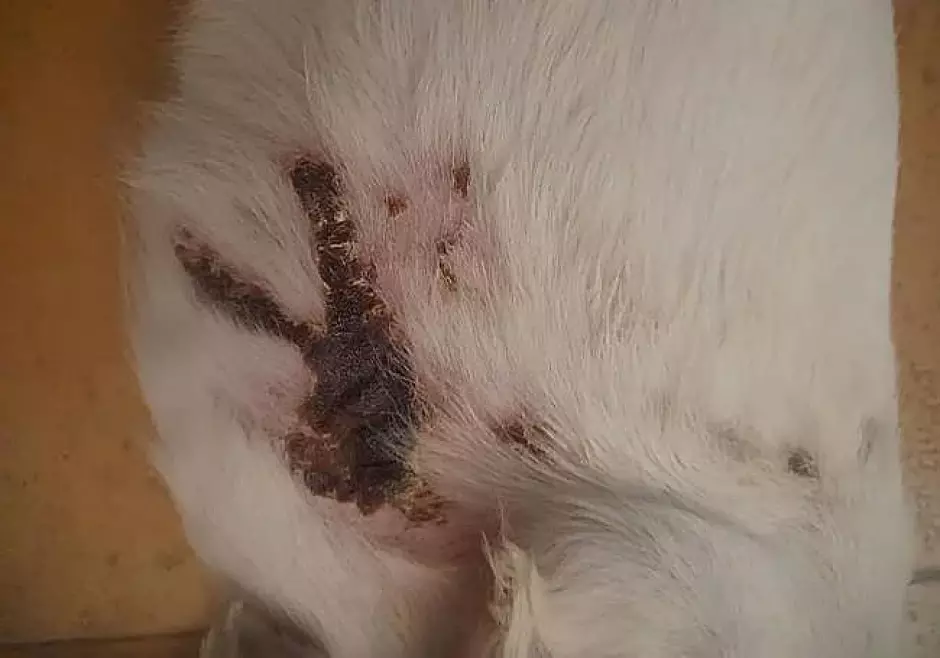 Quemaduras sufridas por el perro