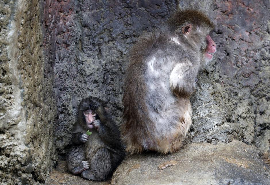 El macaco Punch junto a un mono adulto