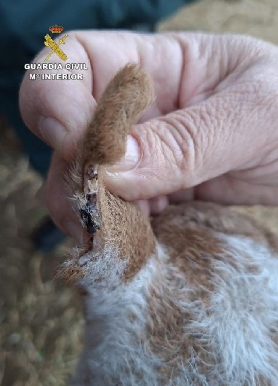 Cordero recuperado con un corte en la oreja
