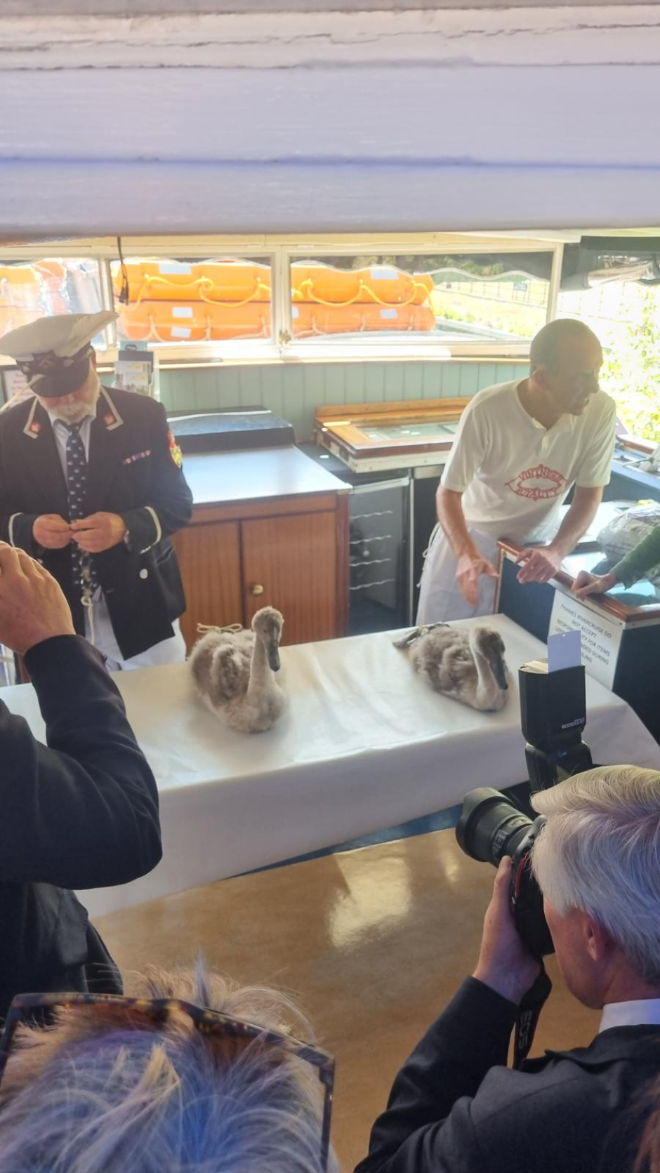 Pollos de cisne mudo capturados para marcaje y toma de datos por parte de los miembros de la Vintners' Company.