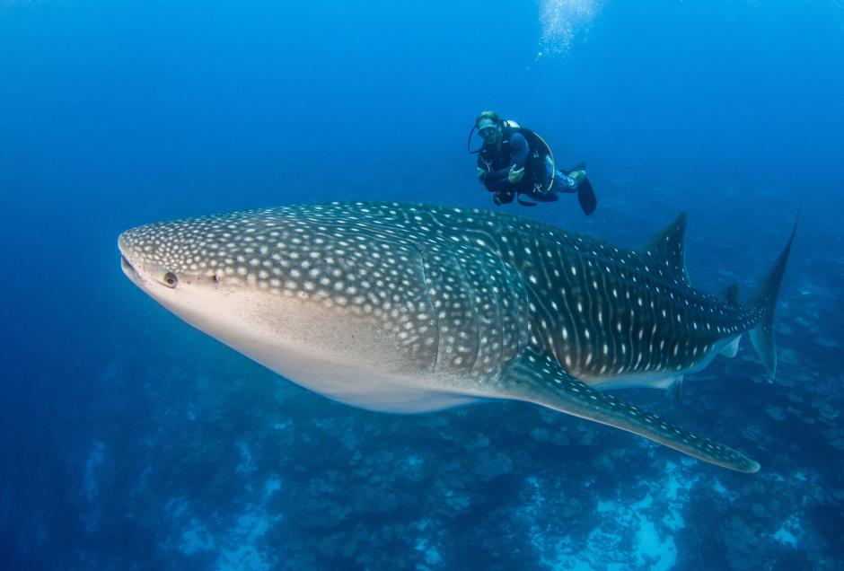 Buceo con tiburón ballena en aguas de las Islas Tahití