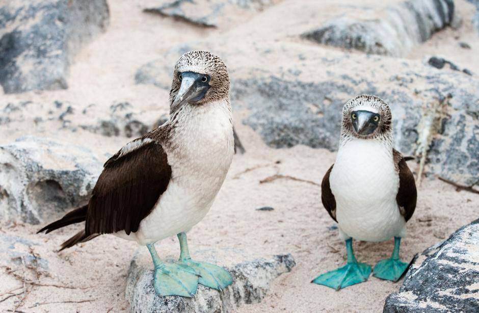 Piqueros de patas azules en Isla Española