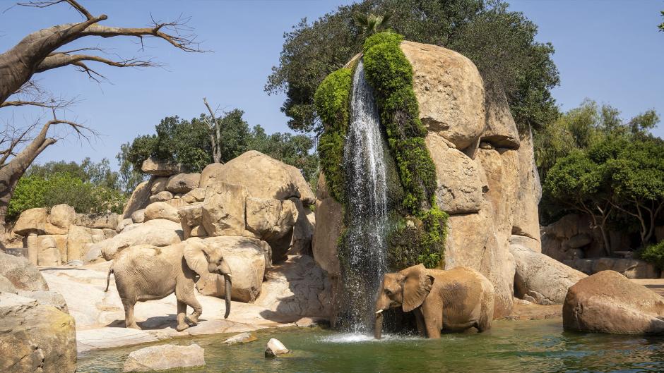 Lago de los elefantes en la sabana de BIOPARC Valencia