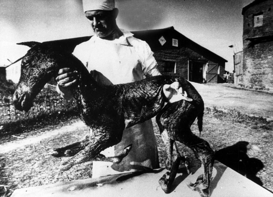 Un veterinario muestra un potro con malformaciones tres años después de la explosión de Chernóbil