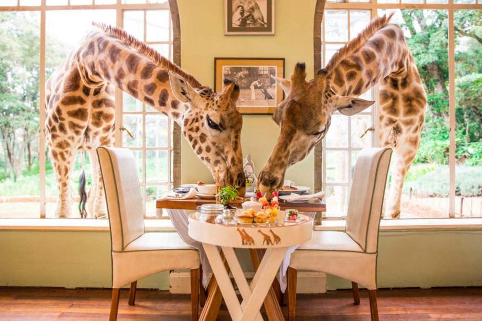 El desayuno de las jirafas es una imagen turística imbatible