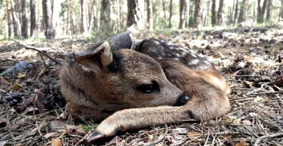 Un ejemplar de Corcino en el Parque Nacional de la Sierra de Guadarrama