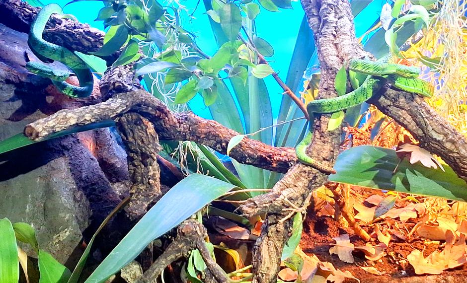 Trimeresurus gunaleni en su hábitat