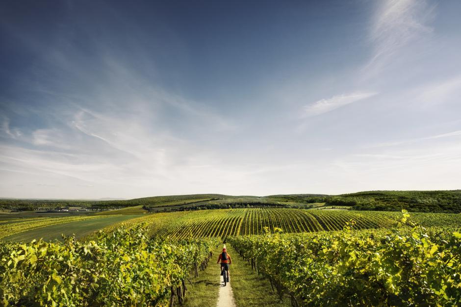 Viñedos en Moravia del Sur