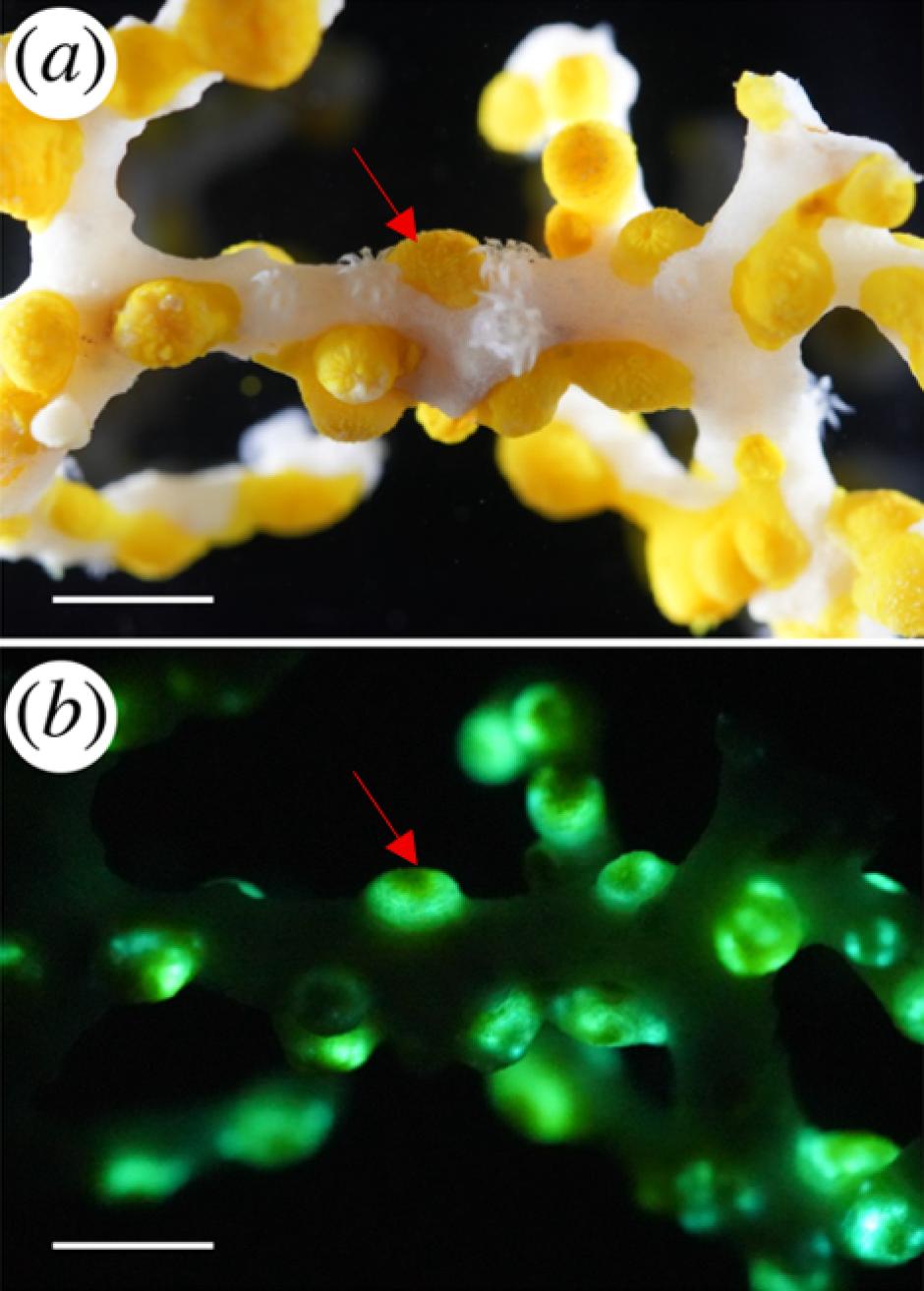 Polipos de Corallizoanthus aureus fotografiado antes y después de inducir la bioluminiscencia
