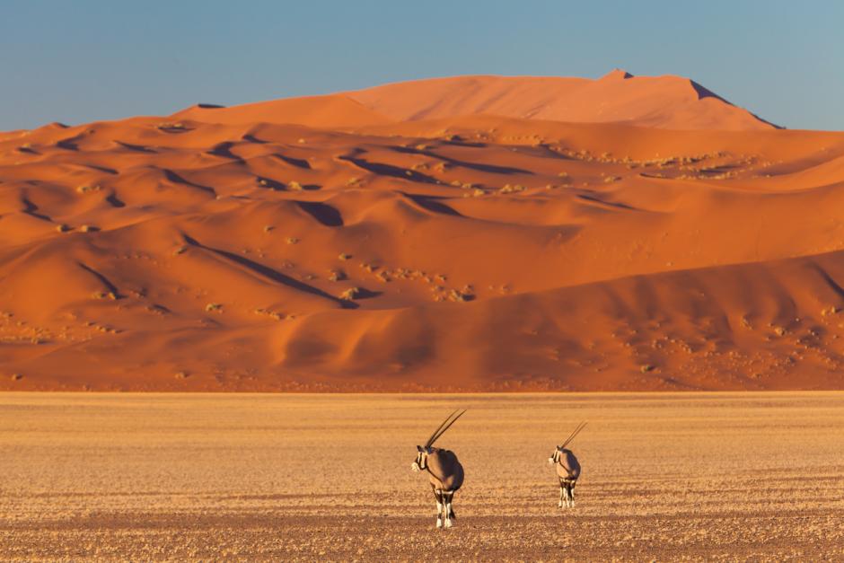 Pareja de órix en el desierto