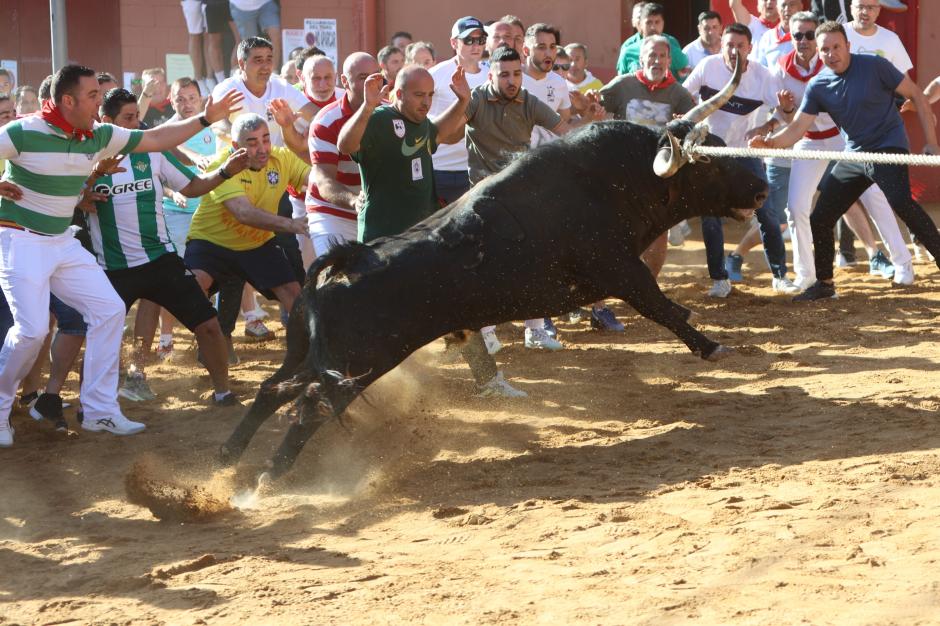 Salida del Toro Enmaromado de Benavente
