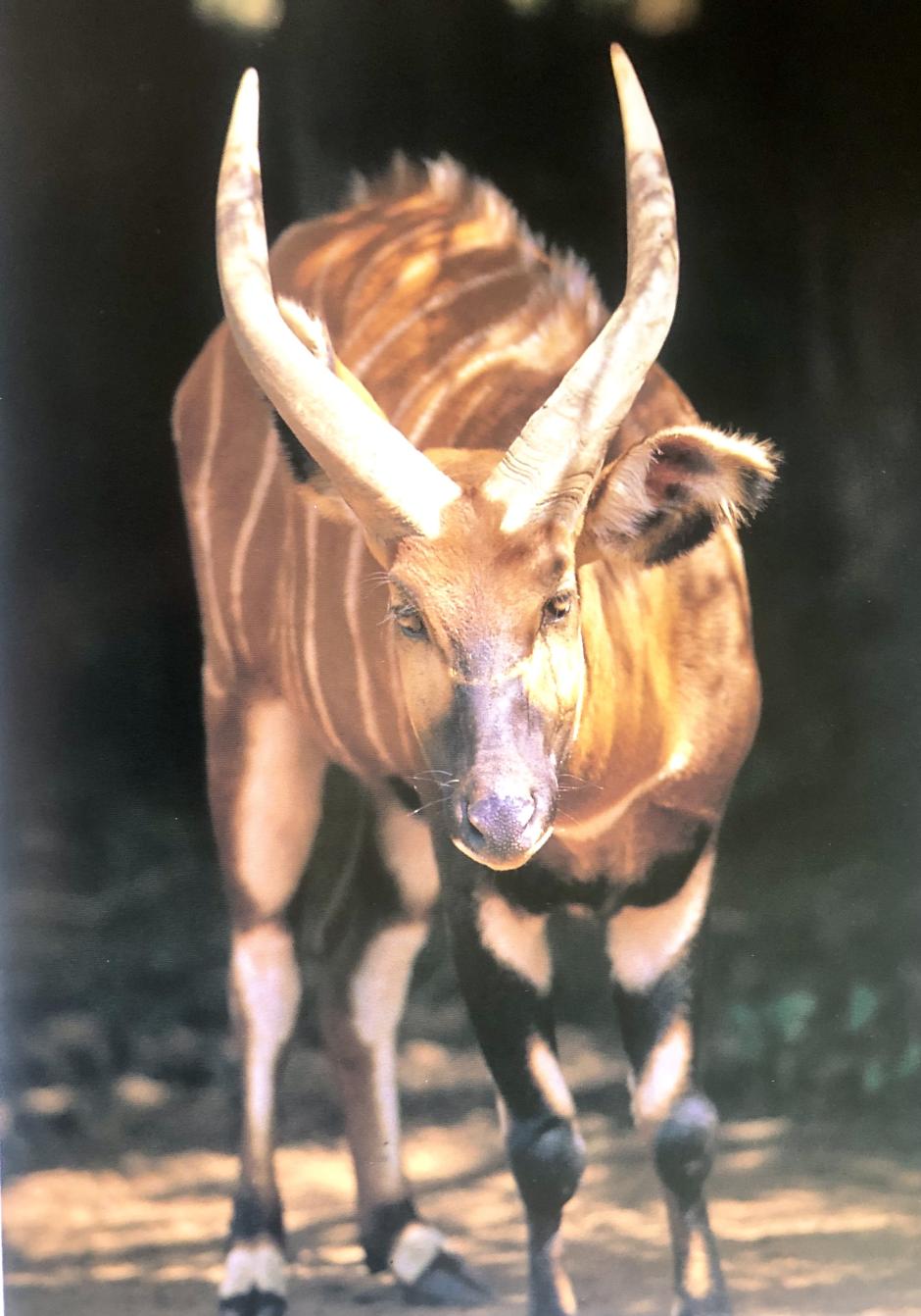 El Bongo de montaña , salvado de la extinción
El Bongo de montaña , salvado de la extinción