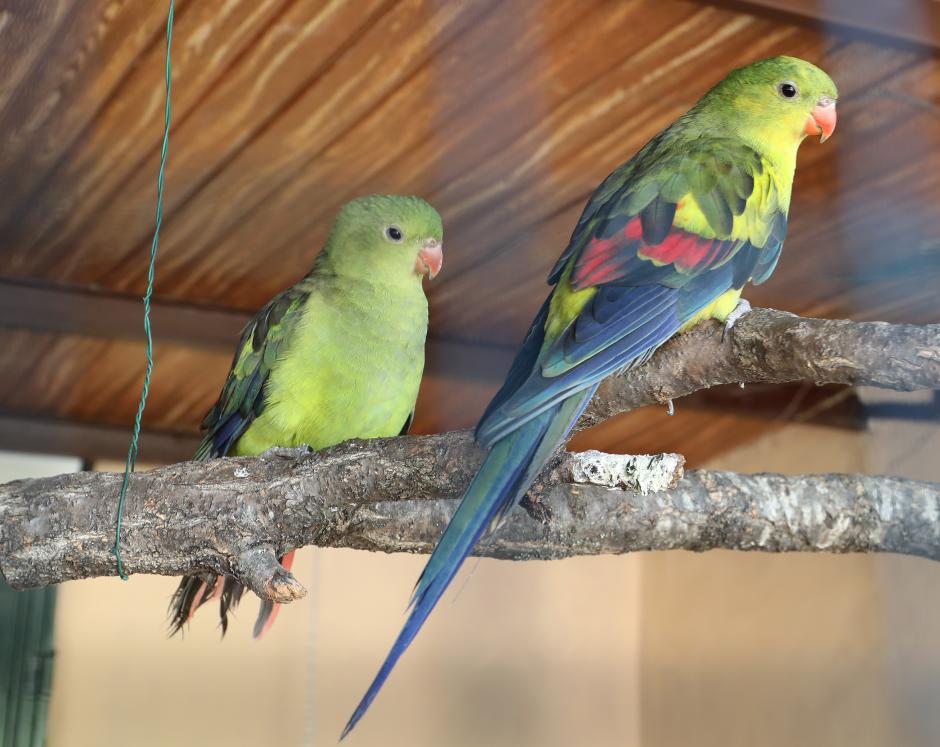 Zoo de Aves en Herrera de Pisuerga (Palencia)