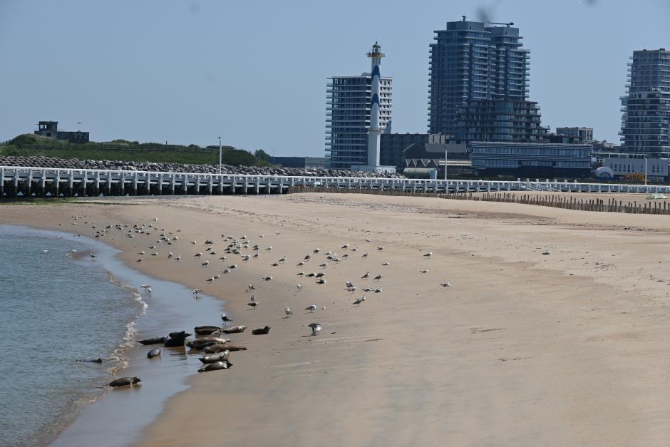 Los animales se acercan a la zona poblada y a los búnkeres del 'Muro Atlántico' (izquierda)