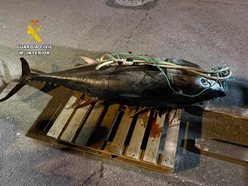 Imagen del atún intervenido por la Guardia Civil