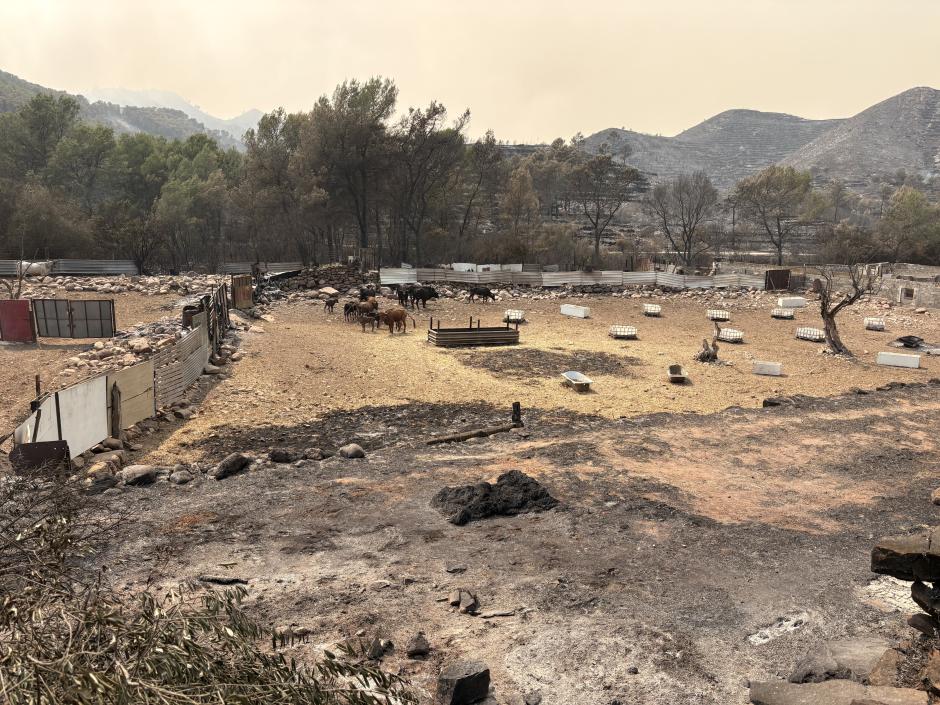 Imagen de los animales en un rincón del recinto donde se los han encontrado al llegar el lunes 27 por la mañana rodeados de ceninza