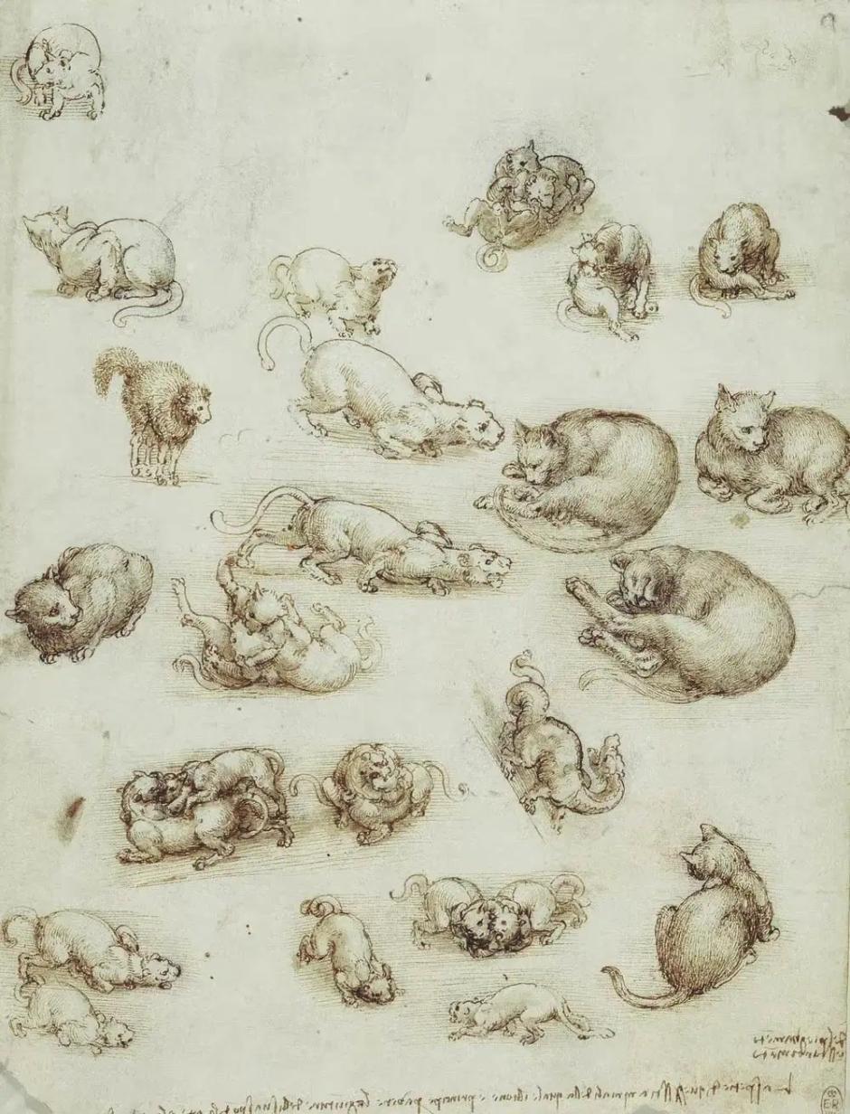 Leonardo da Vinci: Estudios de gatos, leones y un dragón.