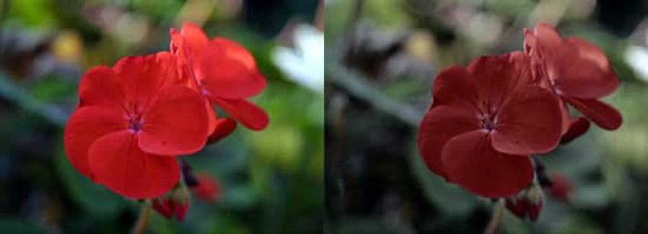 Una flor roja pasaría a verse negra