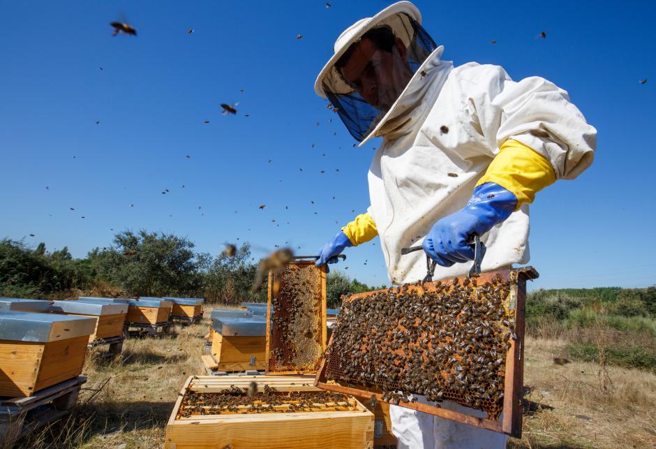 Un apicultor berciano trabajando entre panales