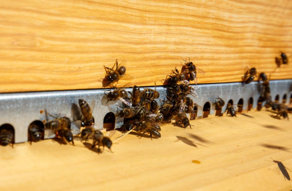 Abejas de un panal de miel del Bierzo