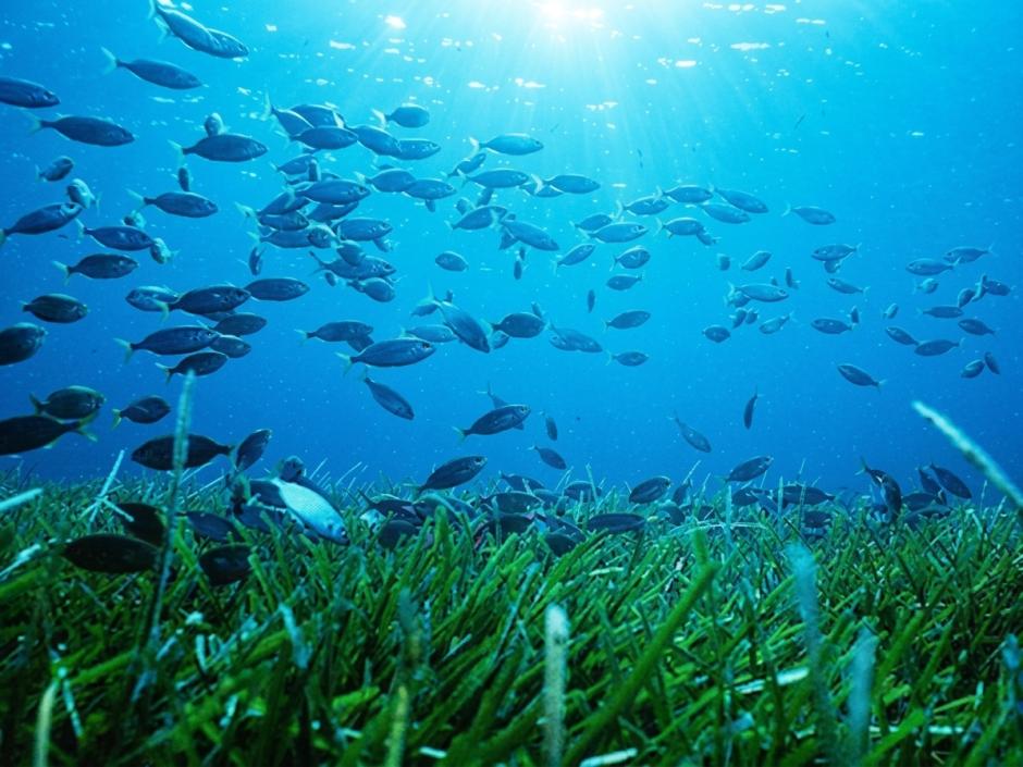 Pradera de posidonia de Tabarca