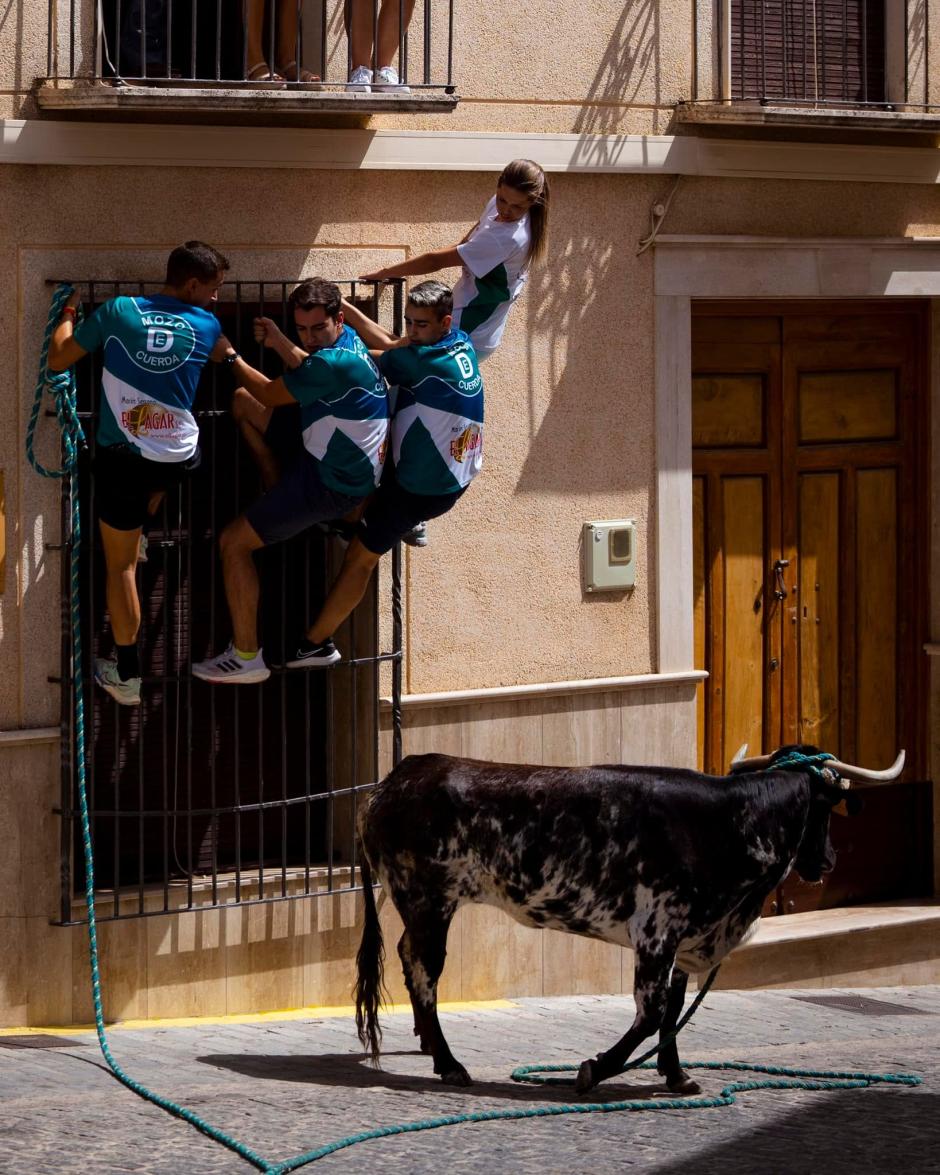 Toro de cuerda en Carcabuey