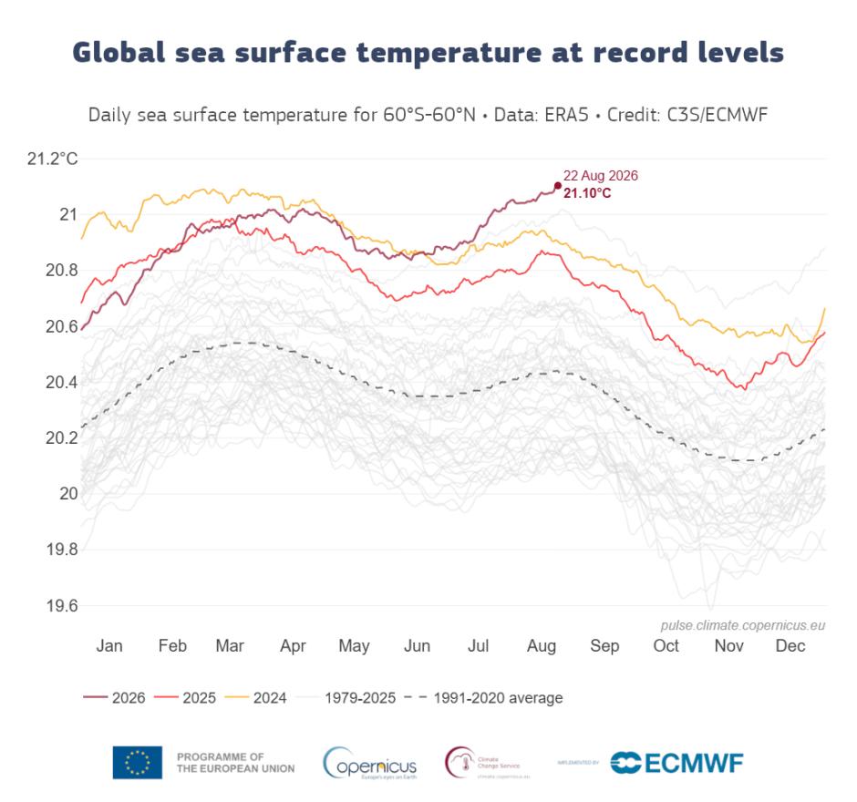 Temperatura superficial diaria del mar (°C) promediada sobre el océano global extrapolar (60°S–60°N) para 2024 (amarillo), 2025 (naranja) y 2026 (rojo)