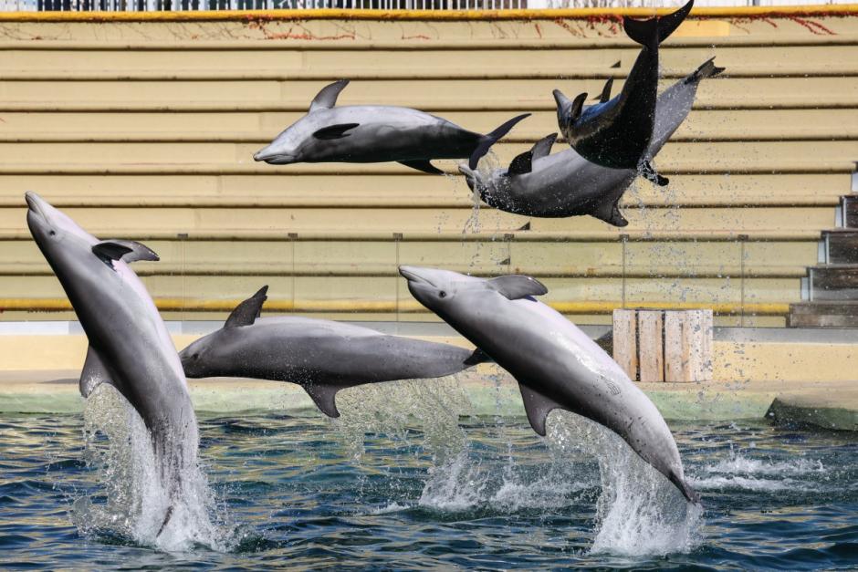 Imagen de archivo del parque acuático Marineland de Antibes