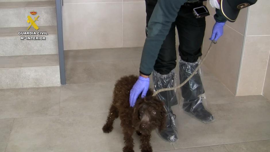 Uno de los perros cuyo propietario huyó de la justicia y ha sido localizado y detenido en Venezuela