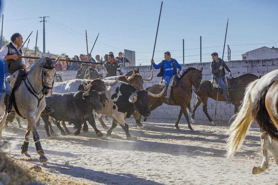 Segundo encierro de las las fiestas de Nuestra Señora del Rosario de Cuéllar, con toros de la ganadería Partido de Resina