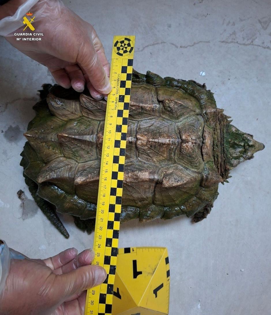 Tortuga caimán