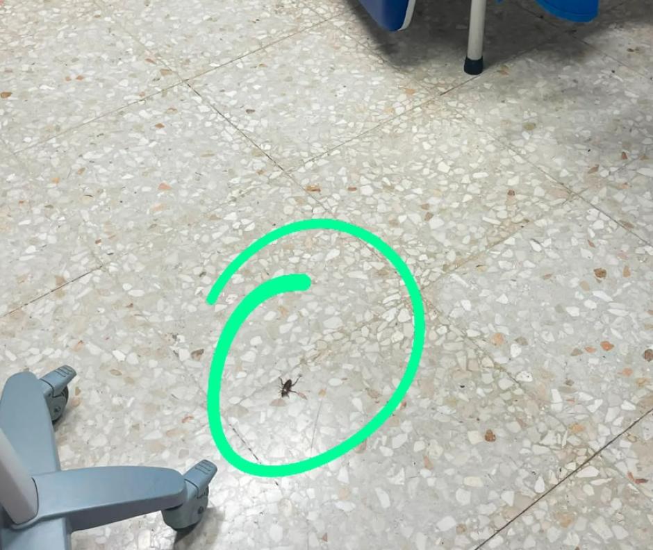 Una cucaracha en una de las salas para pacientes