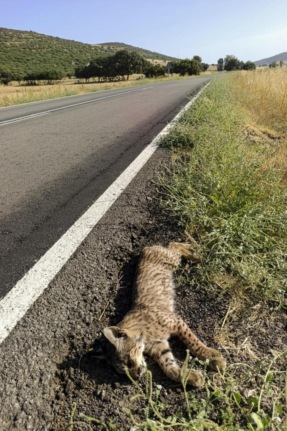 CARACUEL DE CALATRAVA (CIUDAD REAL), 06/09/2026.- Un cachorro de lince ibérico (Lynx pardina) ha muerto este domingo atropellado en la carretera CM-4115, que conecta las localidades ciudadrealeñas de Caracuel, Villamayor de Calatrava y Almodóvar del Campo, en el entorno de la microreserva de la laguna de Caracuel, incluida en el Lugar de Importancia Comunitaria (LIC) "Lagunas Volcánicas del Campo de Calatrava", integrado en la Red Natura 2000. EFE/Jesús Monroy