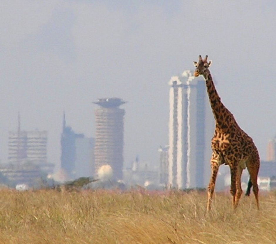 Una jirafa y al fondo la ciudad de Nairobi, en Kenia