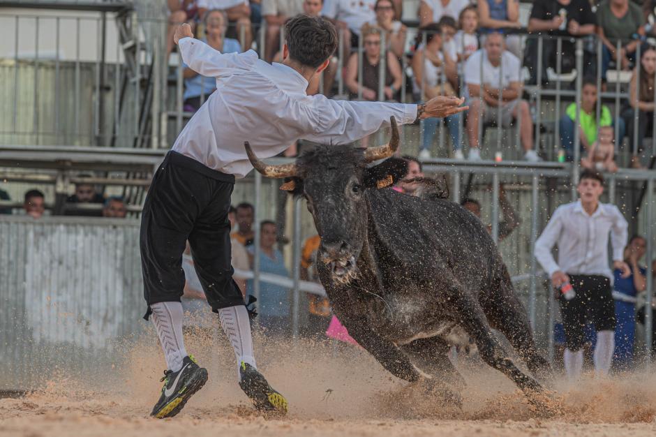 Recortador con un toro en la Pobla Llarga