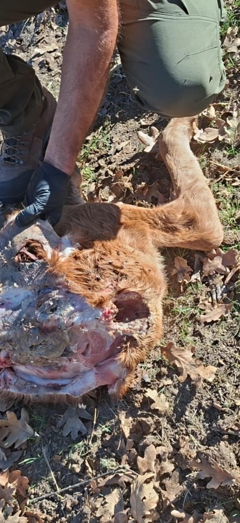 Daños que han producido los lobos en los terneros