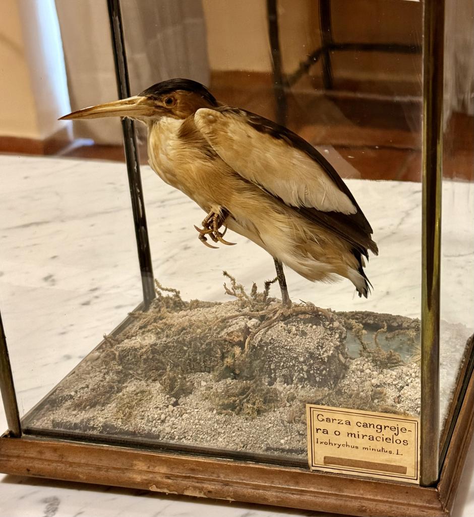 Garcilla cangrejera, regalo del rey Alfonso XIII cazada en 1905