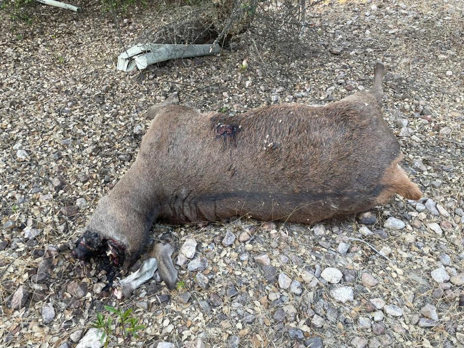 Los furtivos arrancan la cabeza a los venados y los dejan abandonados en el campo