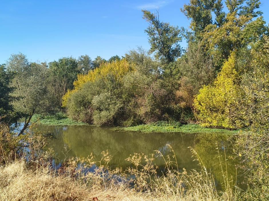 Mantos de duraznillo de agua, cerca de la urbanización Entrepinos, en Valladolid