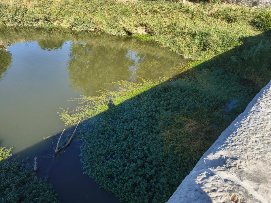 Manto de hojas de ludwigia peploides bajo el puente de Simancas, en Valladolid