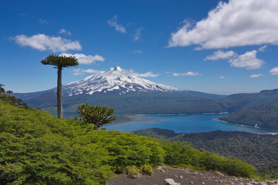 Araucarias con el volcán Llaima al fondo