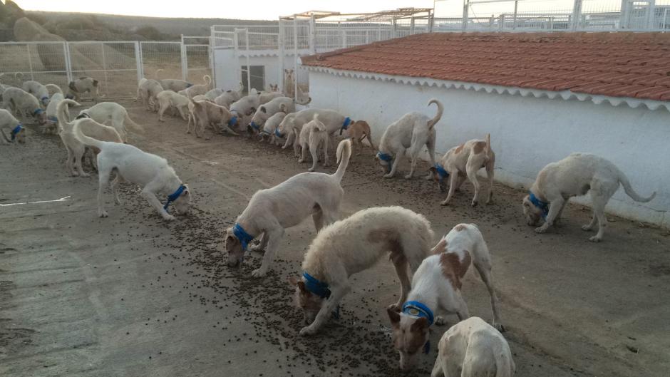 Cuidando en las perreras en una tarde de primeros de temporada tras un duro día de calor. Dar descanso cuanto antes siempre es importante, pero a principio de temporada, es esencial