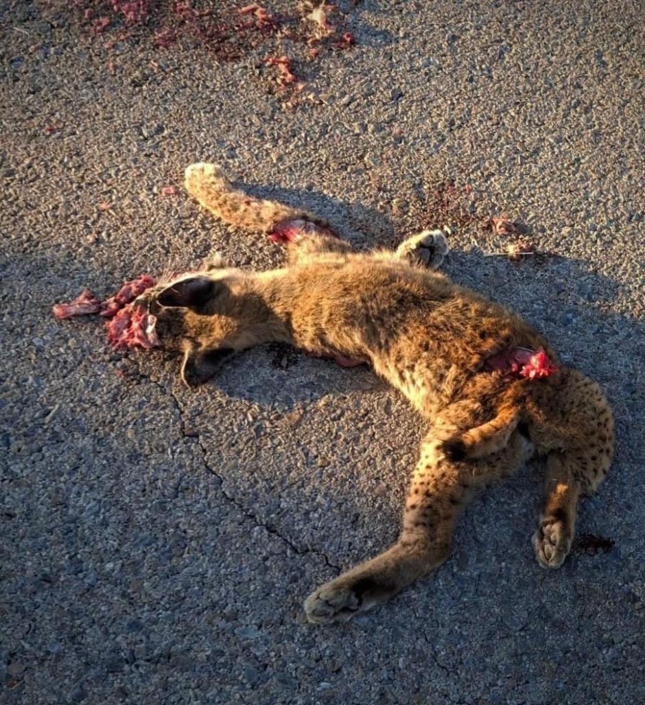 Lince jóven atropellado en Villaescusa de Haro.

REMITIDA / HANDOUT por AYUNTAMIENTO
Fotografía remitida a medios de comunicación exclusivamente para ilustrar la noticia a la que hace referencia la imagen, y citando la procedencia de la imagen en la firma
25/9/2026