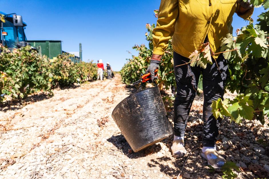 Vendimia en la Ribera de Duero
