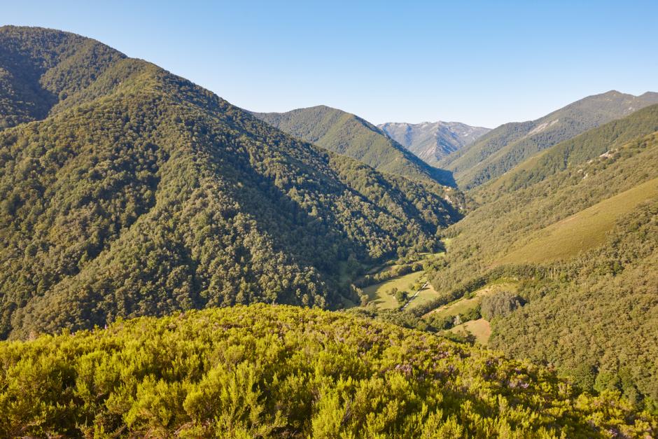 Mirador de Muniellos, bosque donde habitan osos, lobos y urogallos