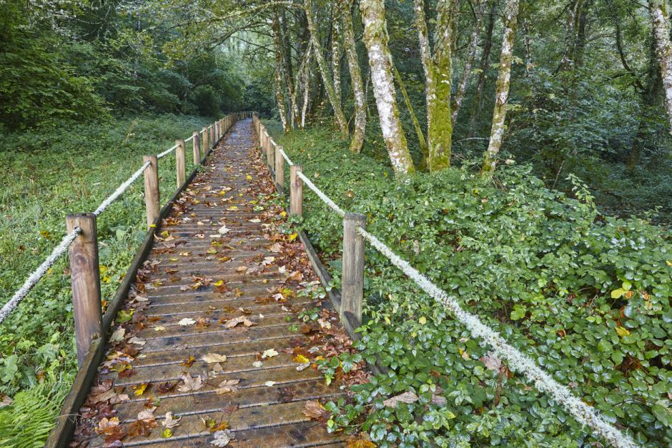 Pasarela para recorrer una parte del bosque