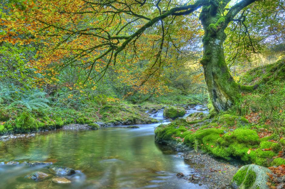 Precioso rincón con arroyo en el bosque de Muniellos